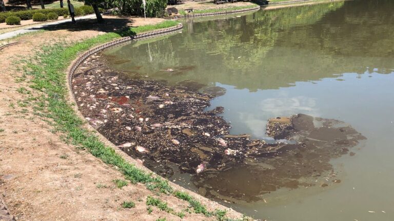 東根市的公園由於酷熱導致魚類大量死亡！山形縣內7個地點創下觀測史上最高氣溫紀錄~
